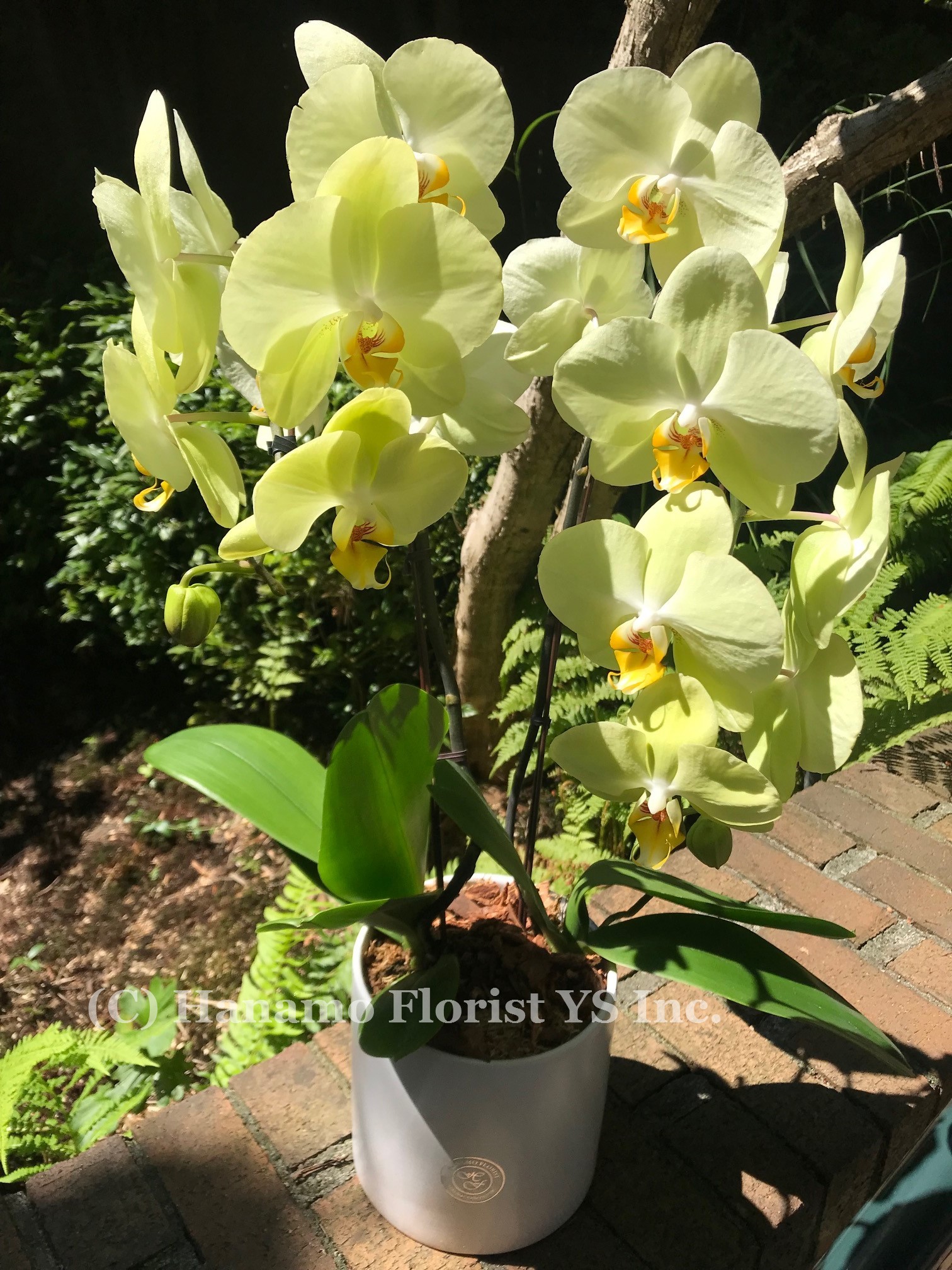 ORCH808 2 Pemium Lemon Yellow Orchids in a ceramic pot